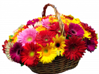 Солнечная корзинка